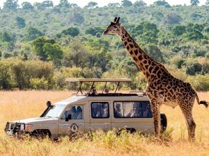 Жираф и автомобиль фото
